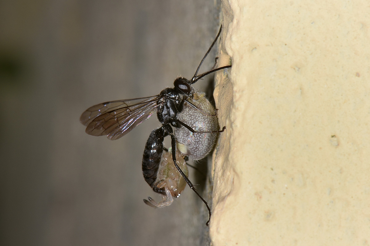 Pompilidae: Auplopus carbonarius e Ichneumonidae suo parassitoide